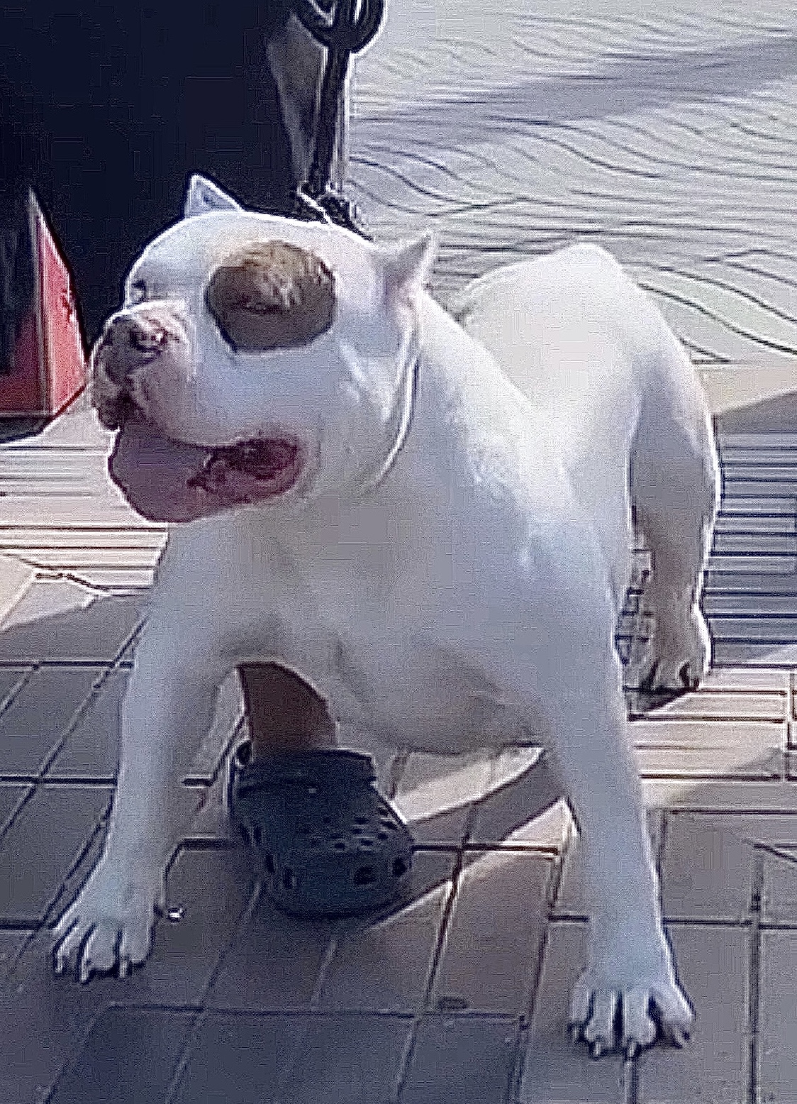 Dog Featured Image