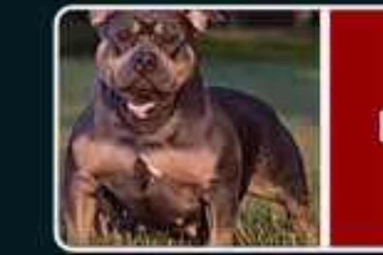 Dog Featured Image