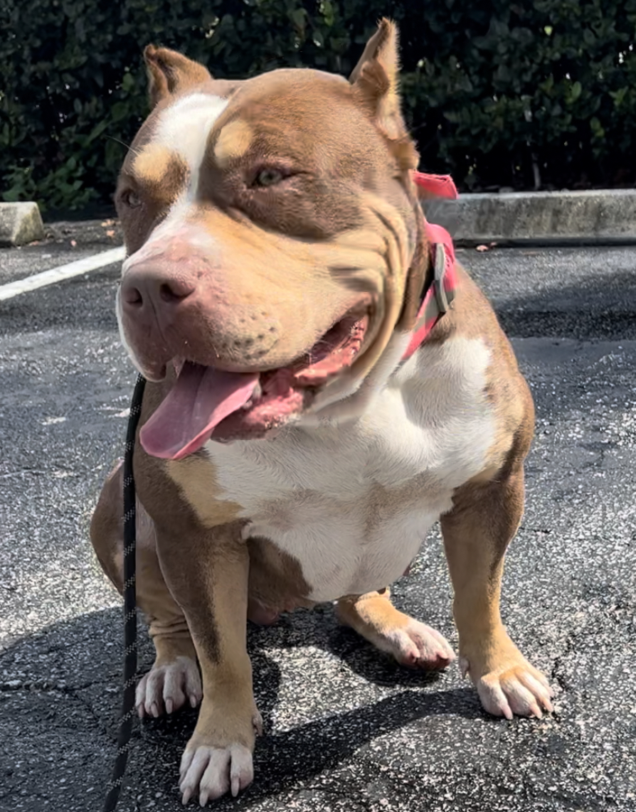 Dog Featured Image