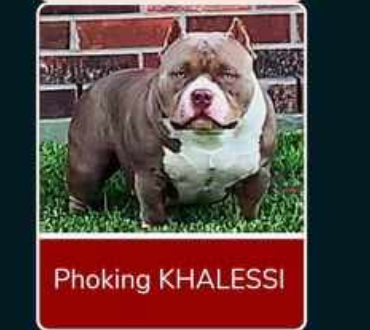 Dog Featured Image