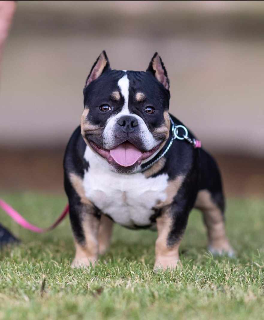 Dog Featured Image