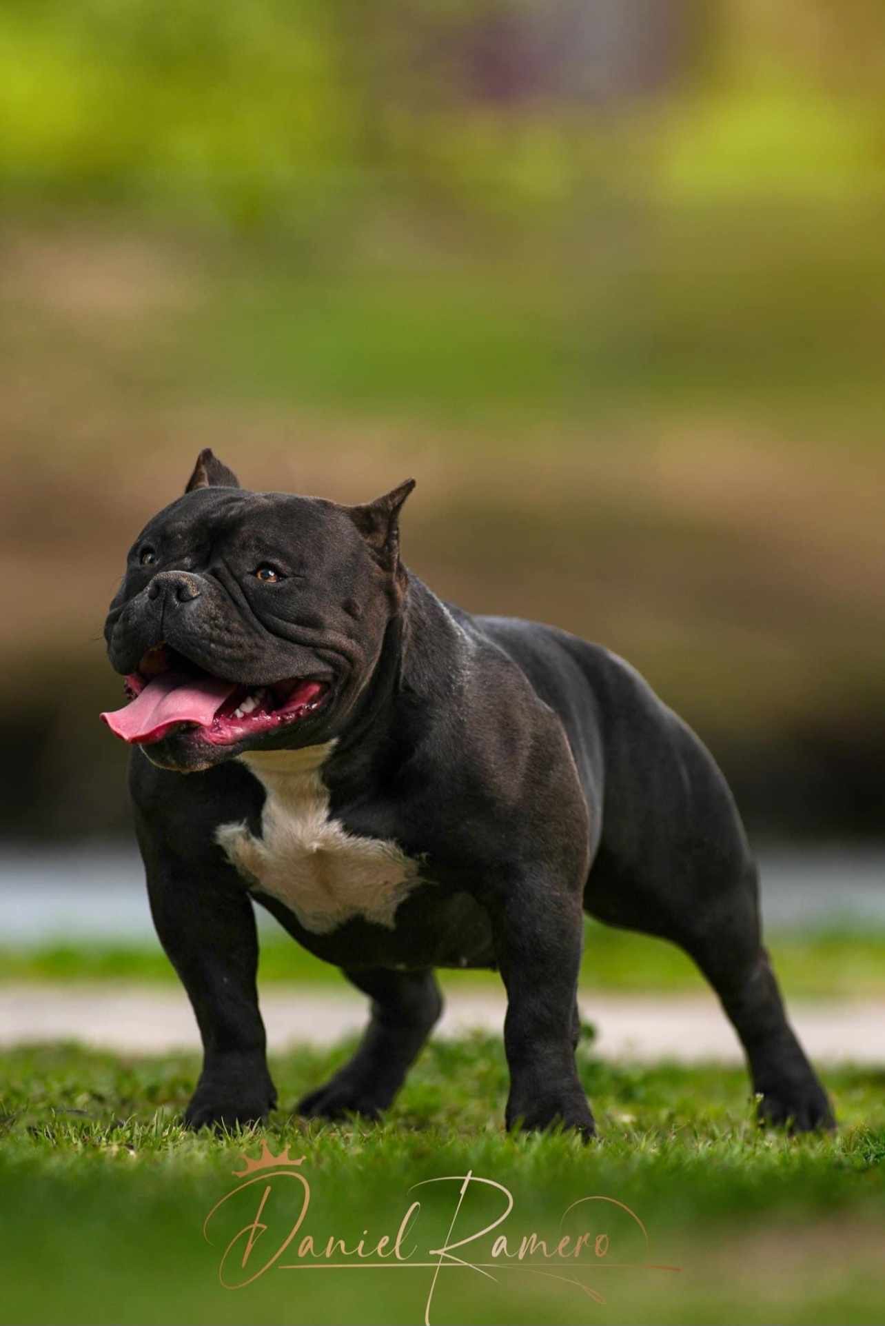 Dog Featured Image