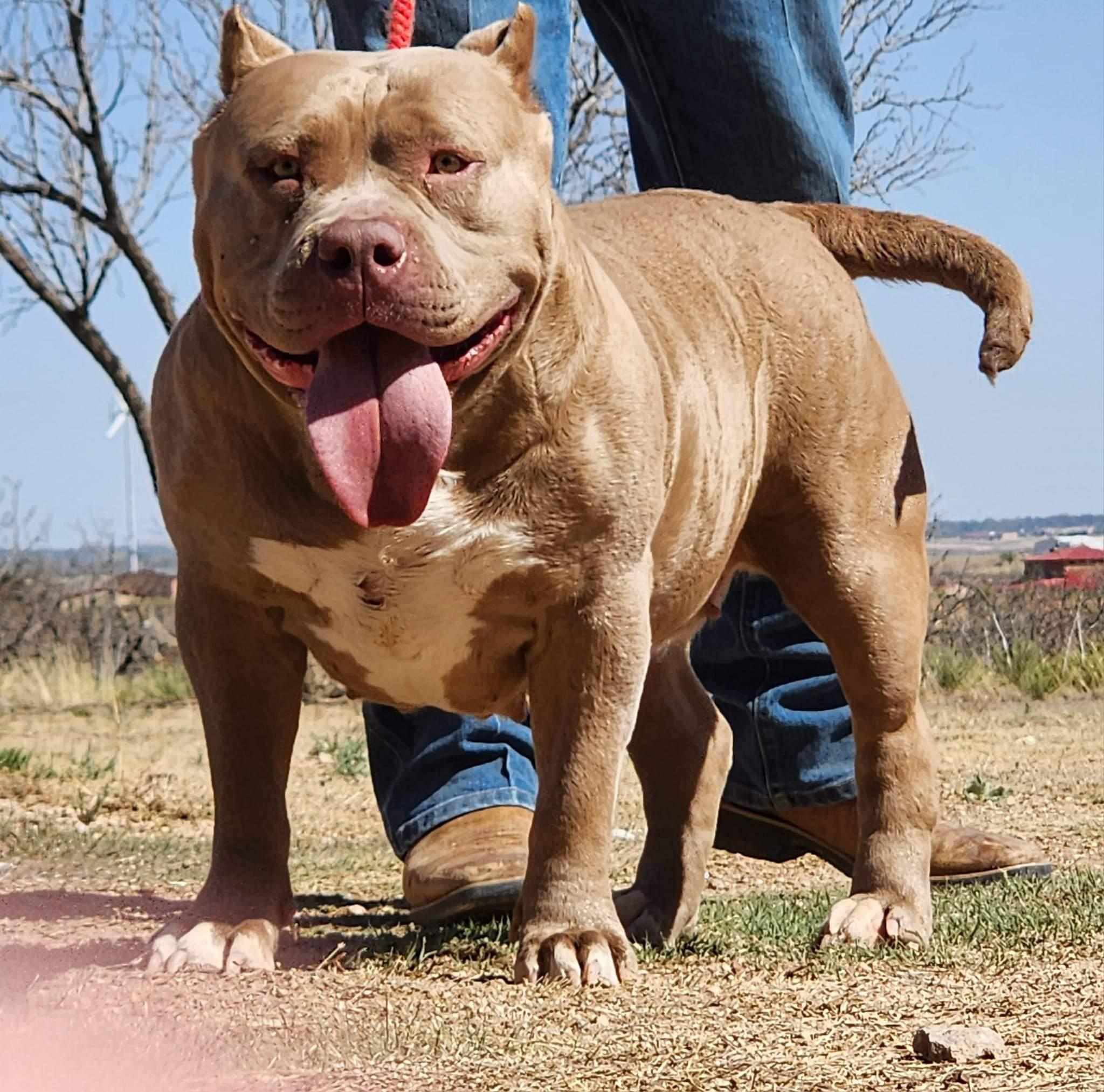 Dog Featured Image