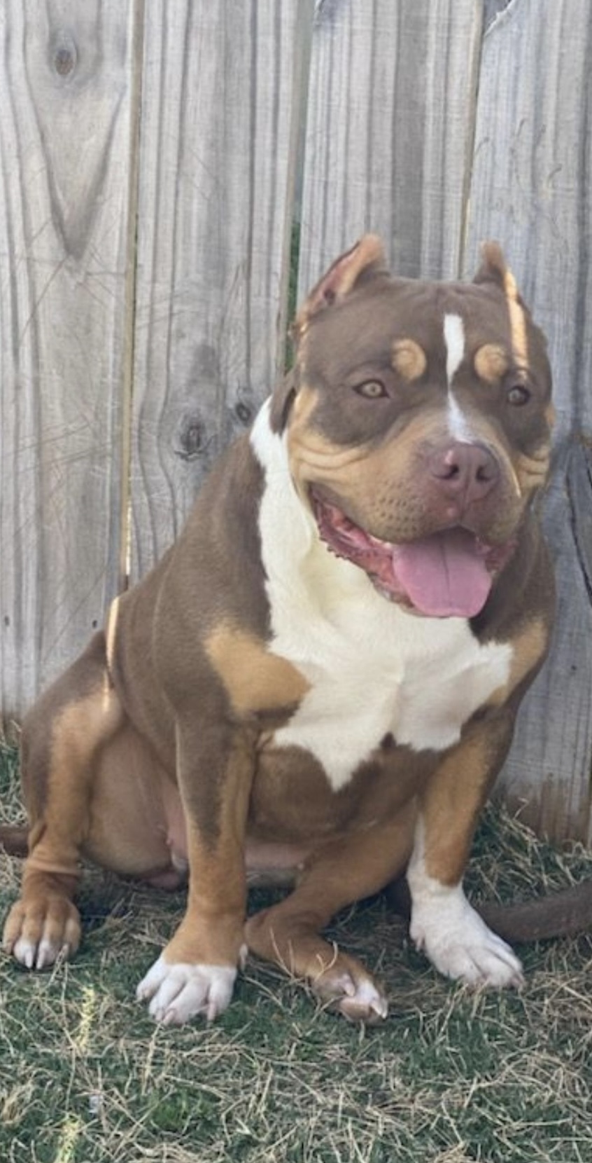Dog Featured Image