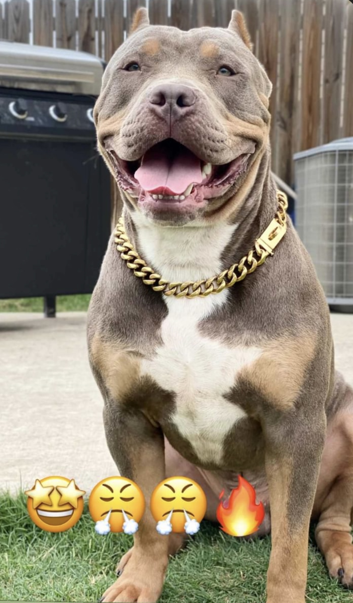 Dog Featured Image