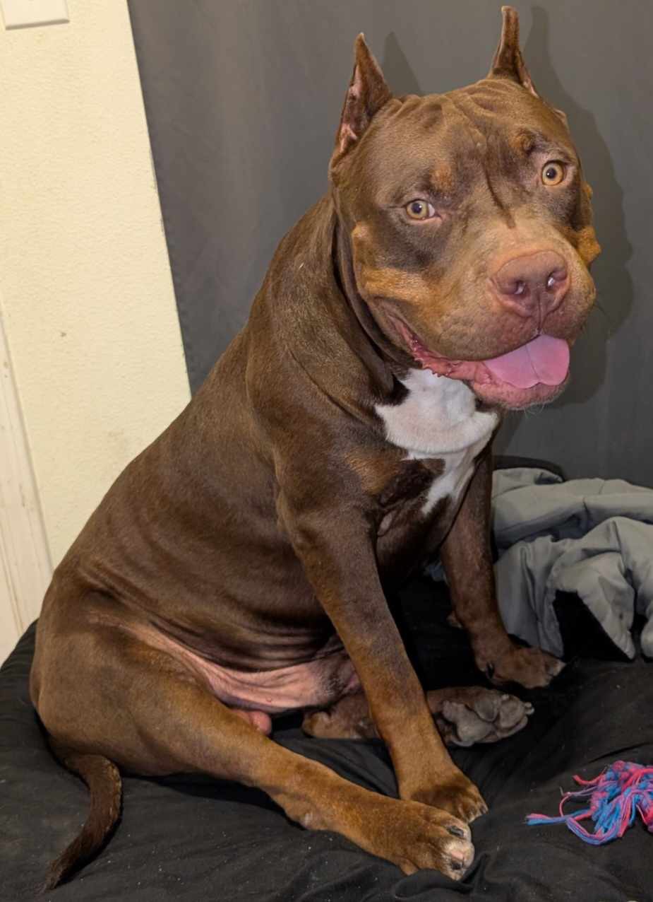Dog Featured Image
