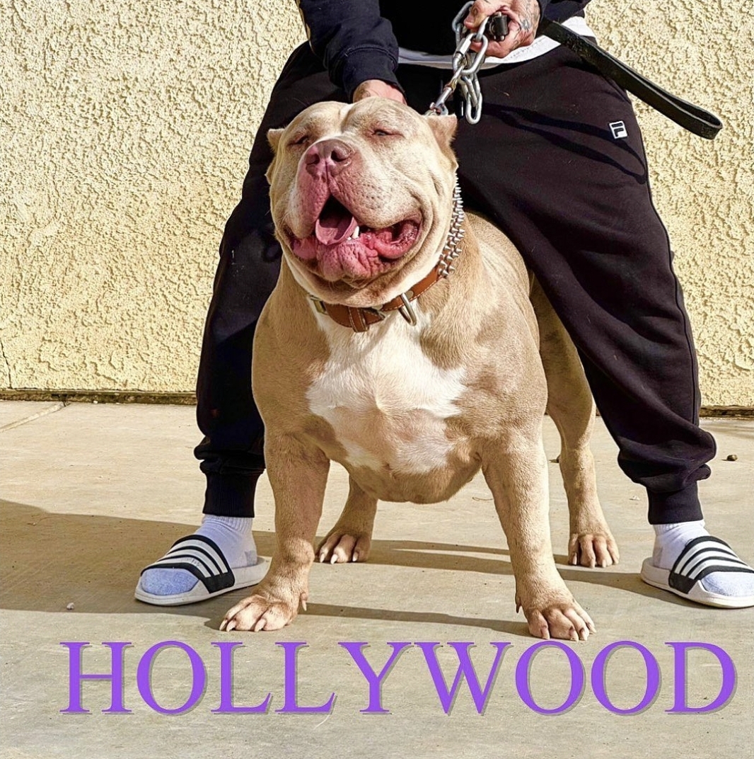 Dog Featured Image