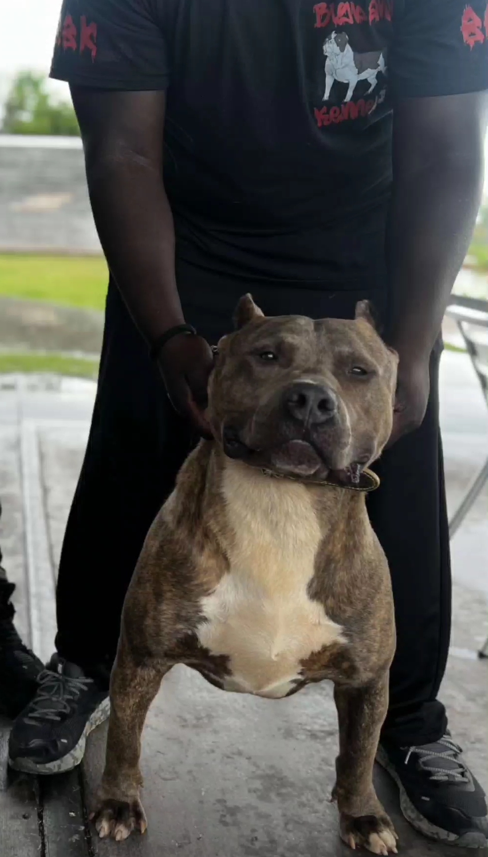 Dog Featured Image