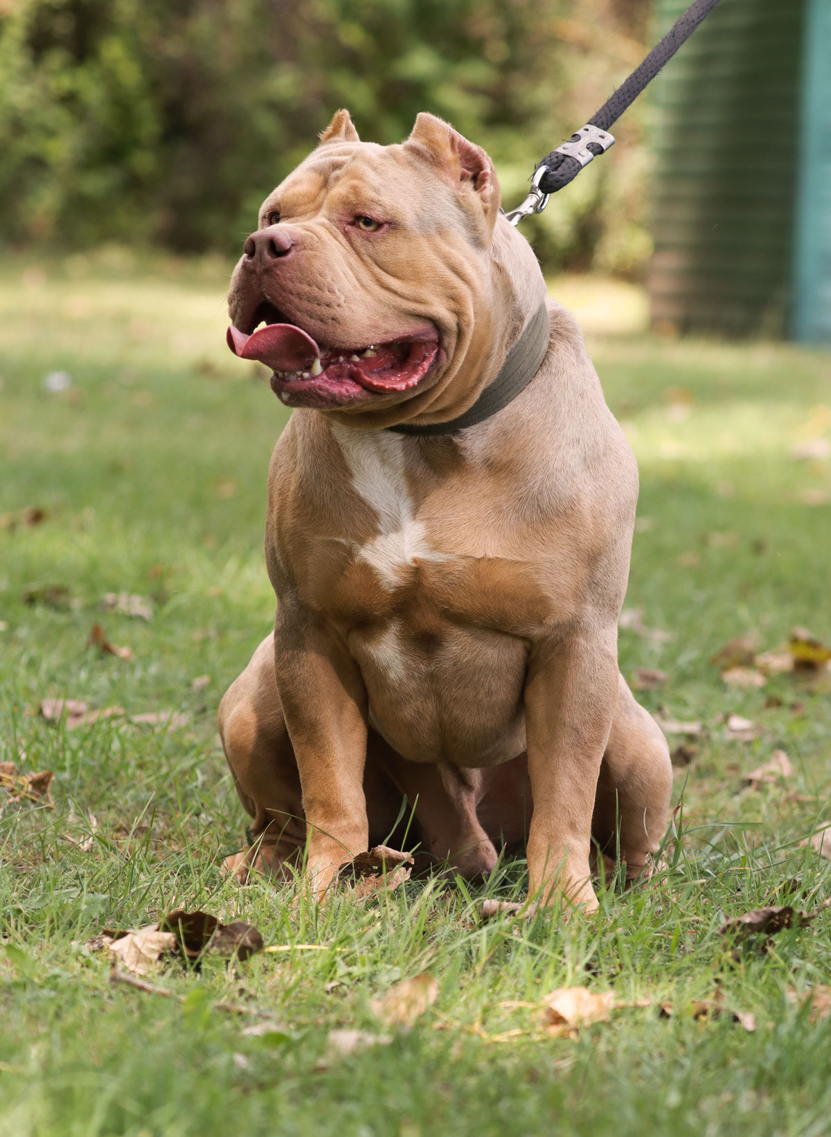 Dog Featured Image
