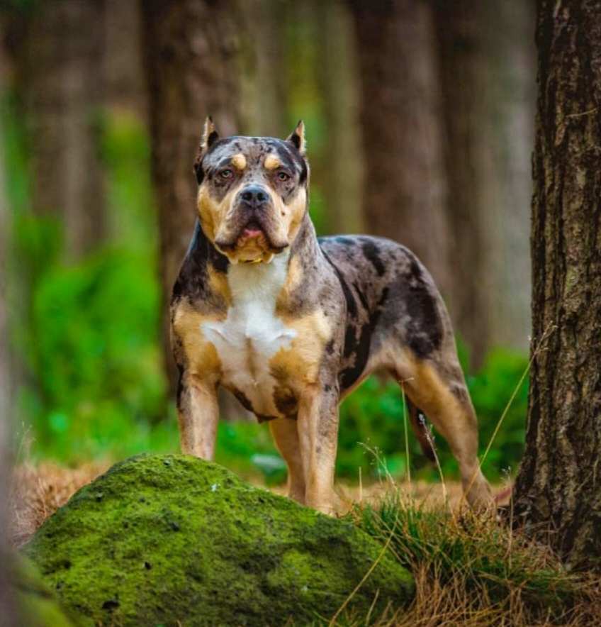 Dog Featured Image