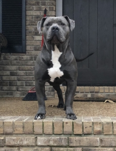 Dog Featured Image