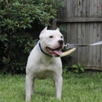 Dog Featured Image