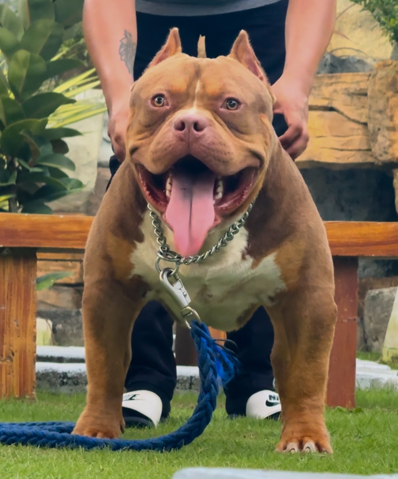 Dog Featured Image