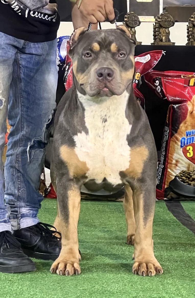 Dog Featured Image