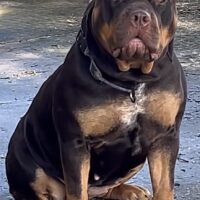 Dog Featured Image