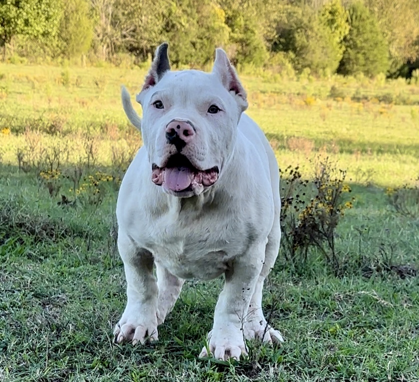 Dog Featured Image