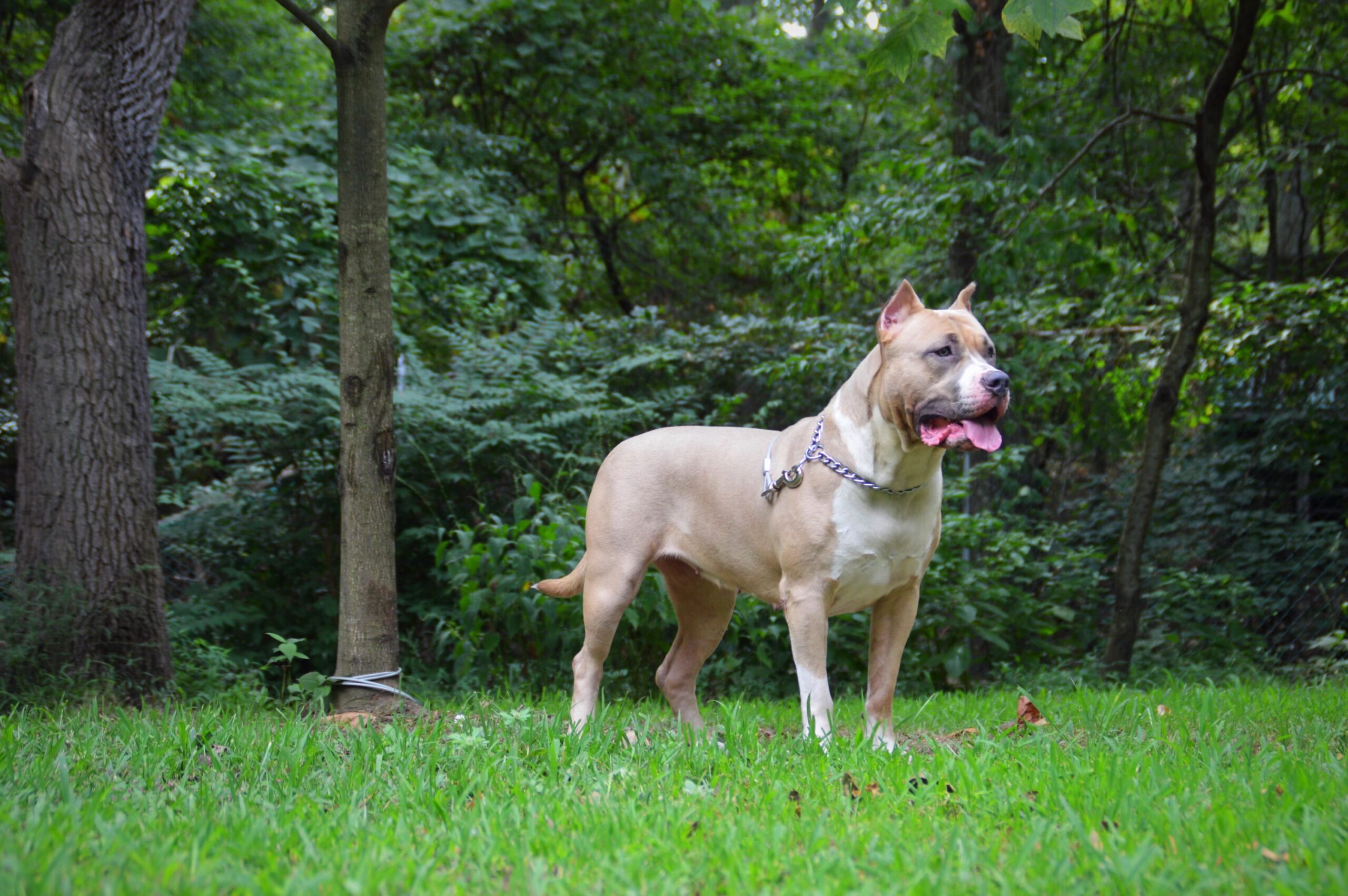 Dog Featured Image