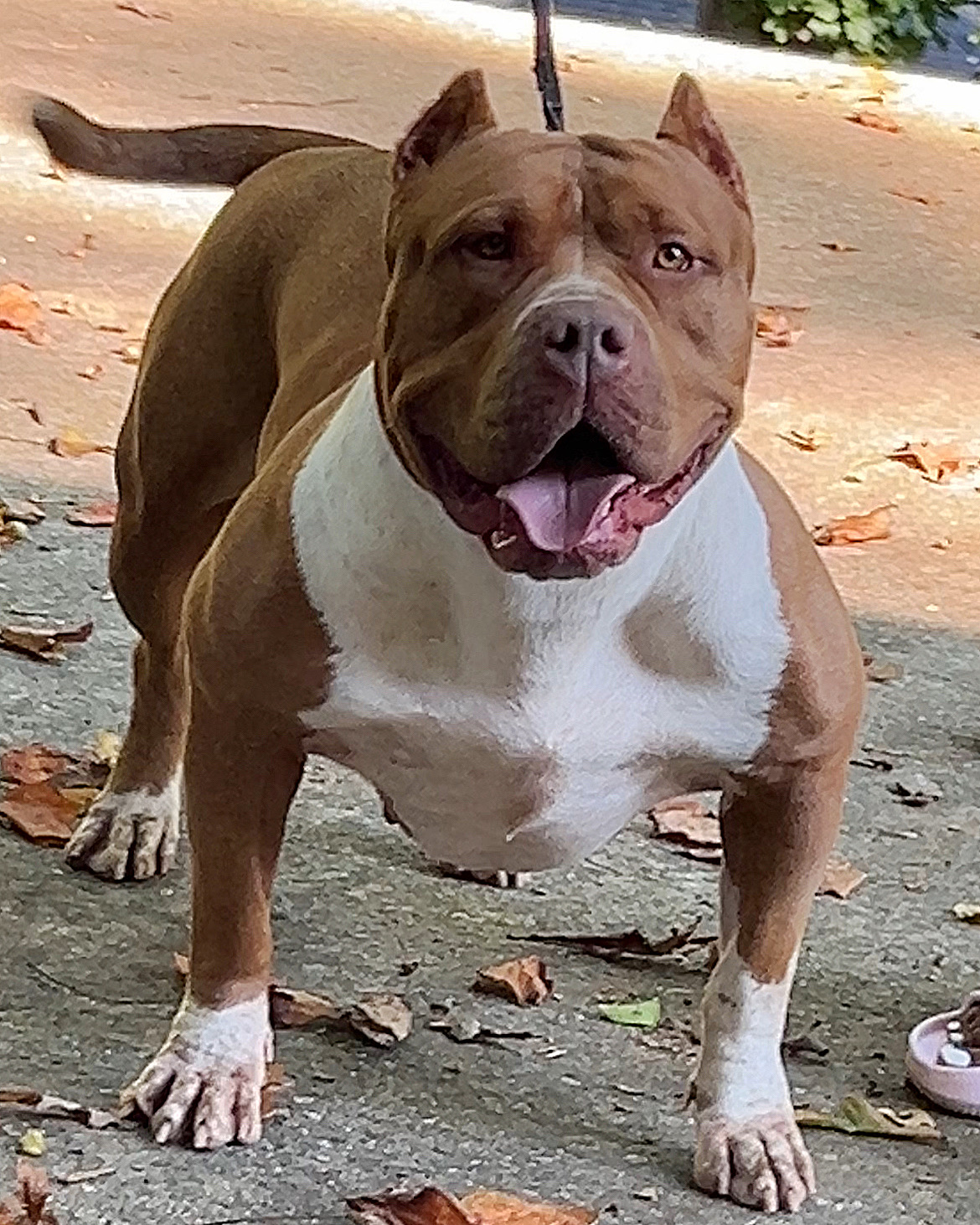 Dog Featured Image
