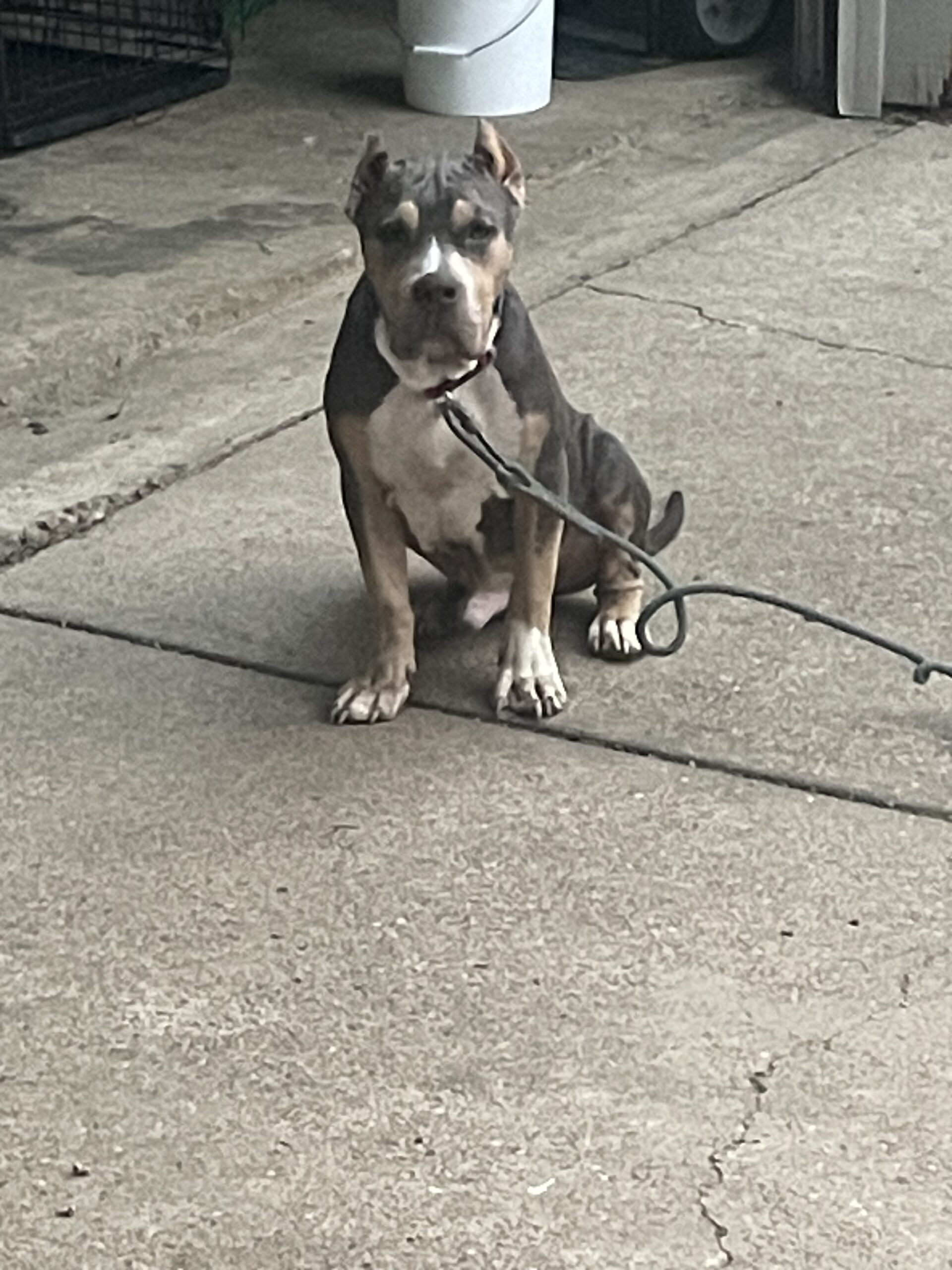 Dog Featured Image