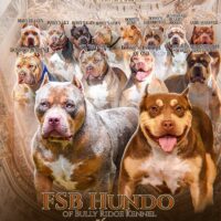 Dog Featured Image