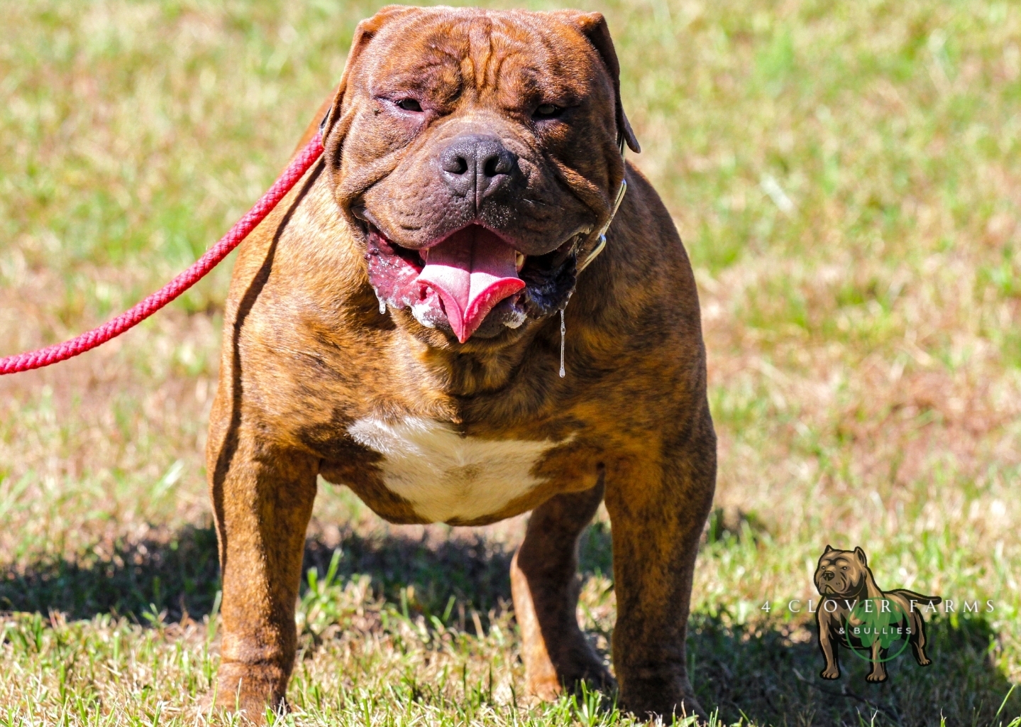 Dog Featured Image