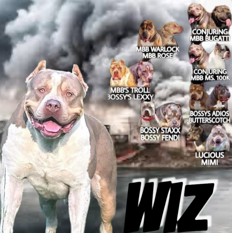 Dog Featured Image