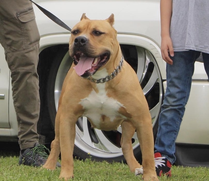 Dog Featured Image