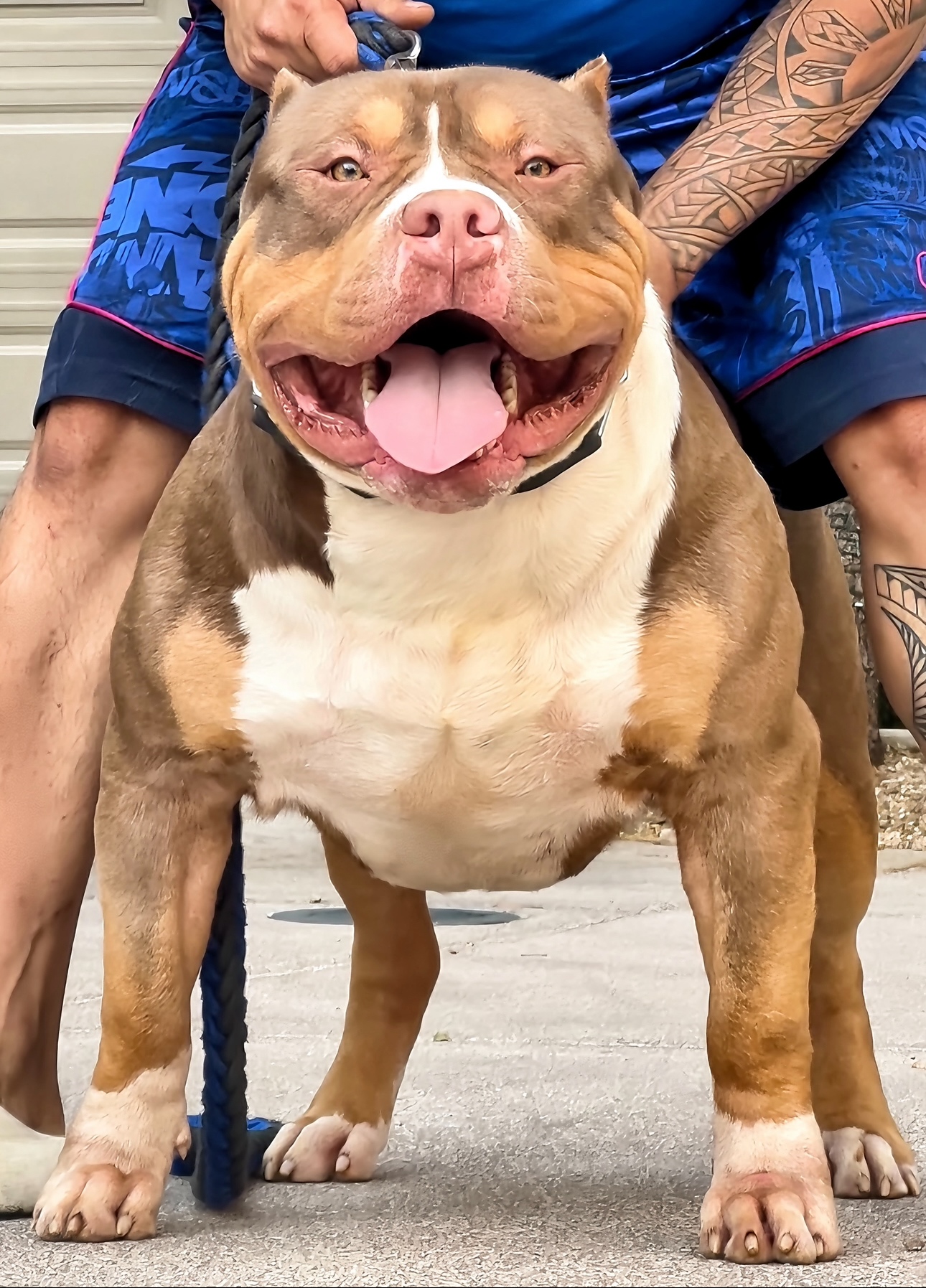 Dog Featured Image