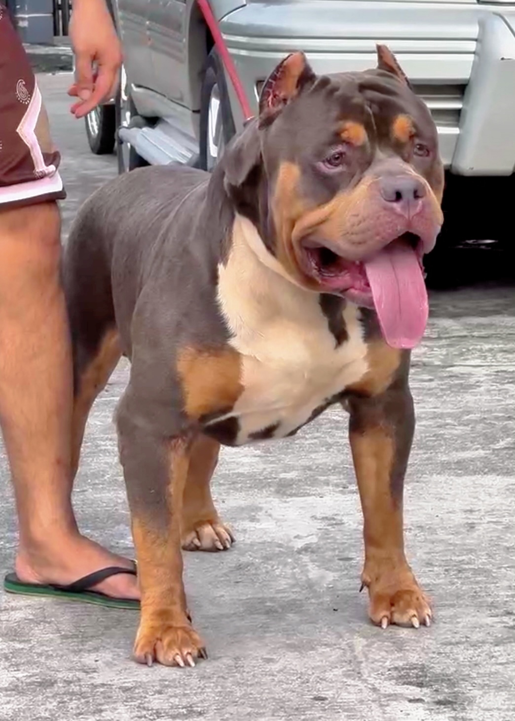 Dog Featured Image
