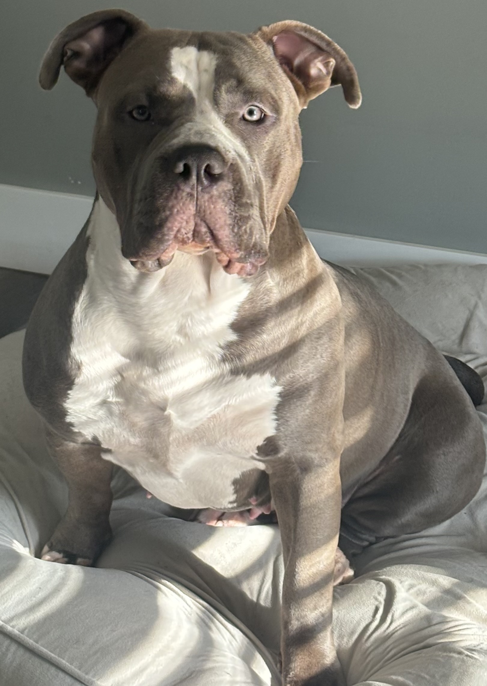 Dog Featured Image