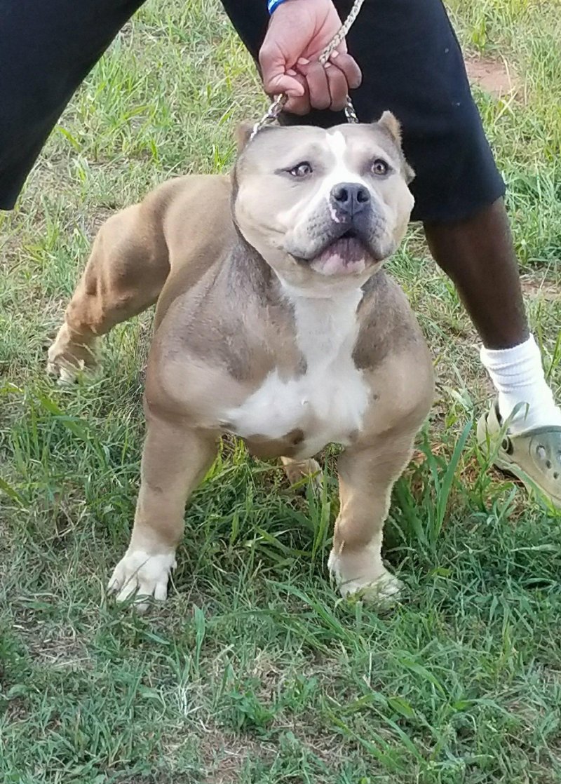 Dog Featured Image