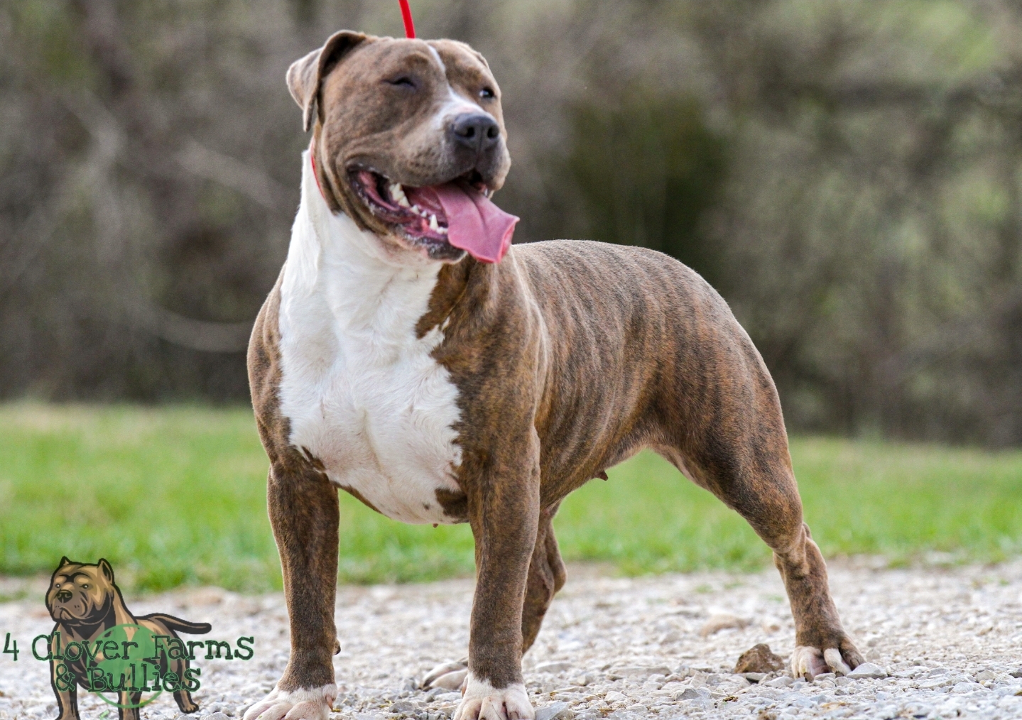 Dog Featured Image
