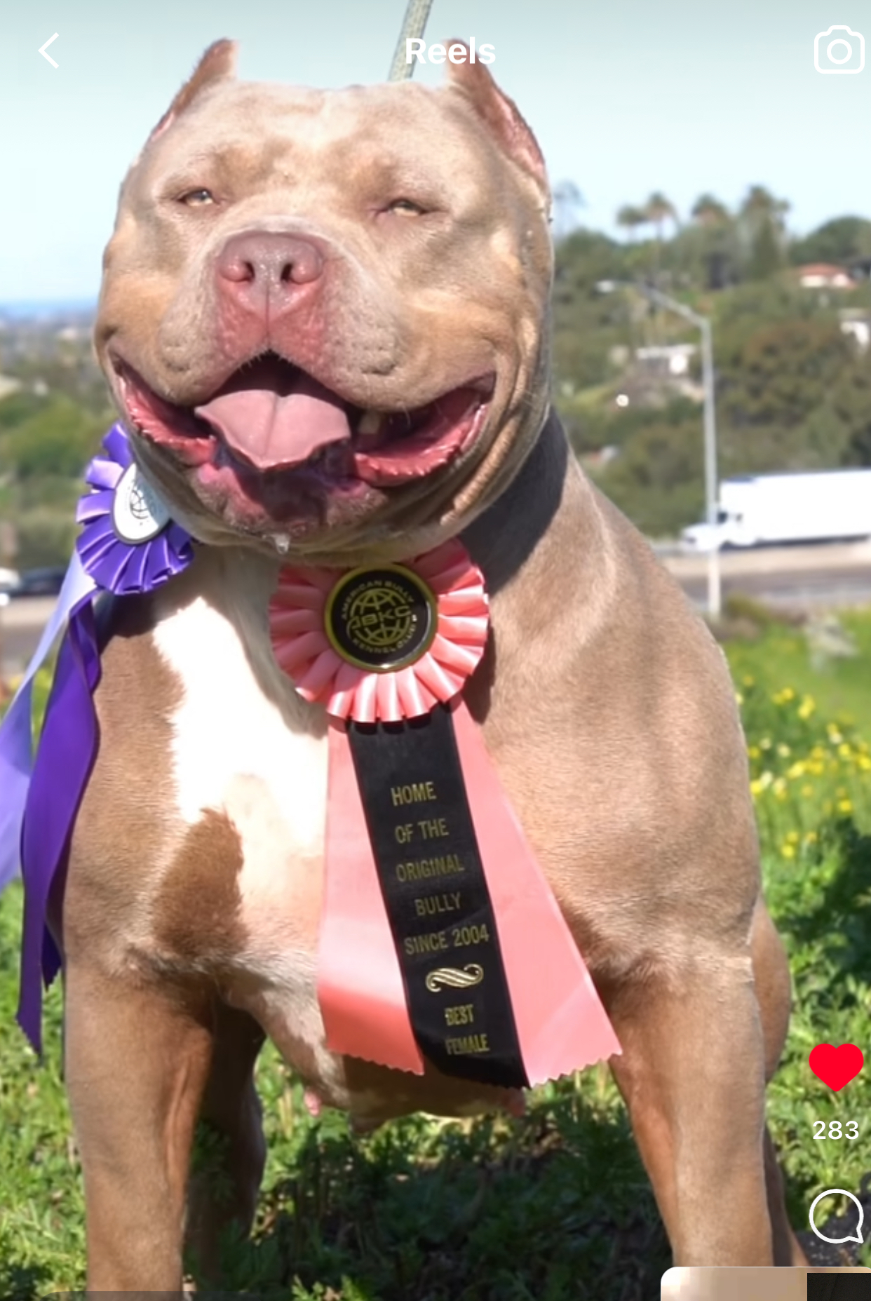 Dog Featured Image