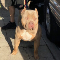 Dog Featured Image