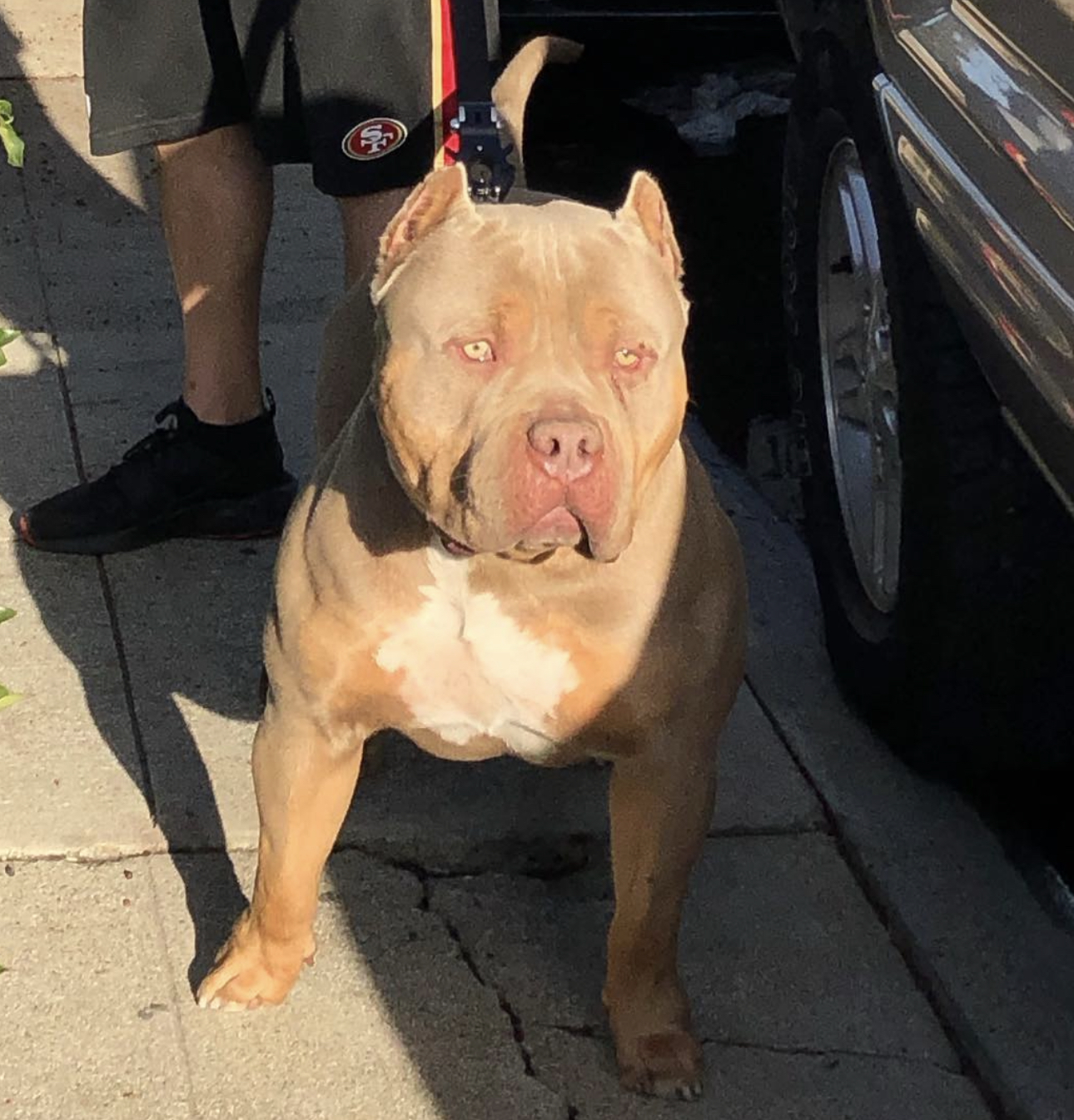 Dog Featured Image