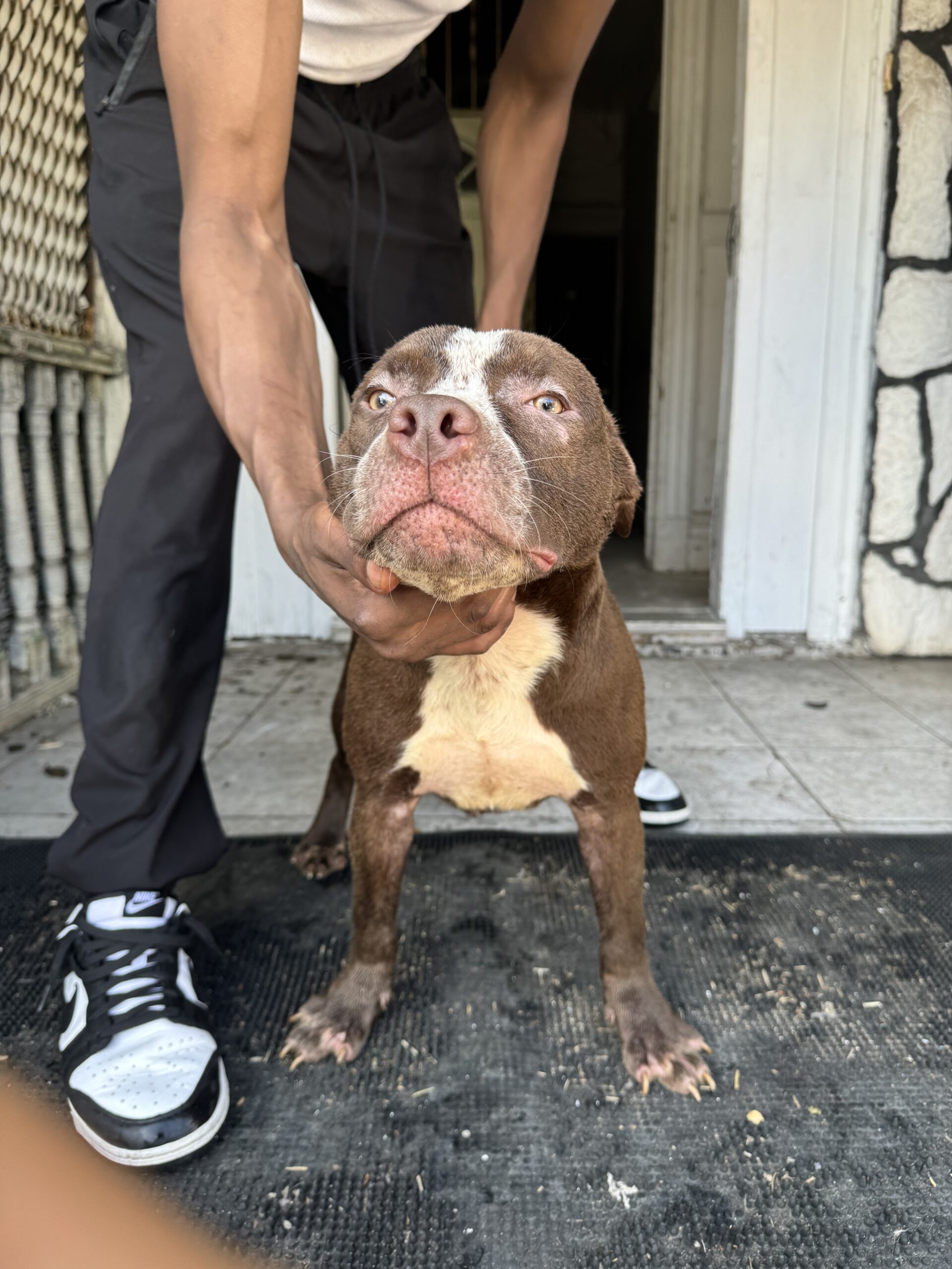 Dog Featured Image