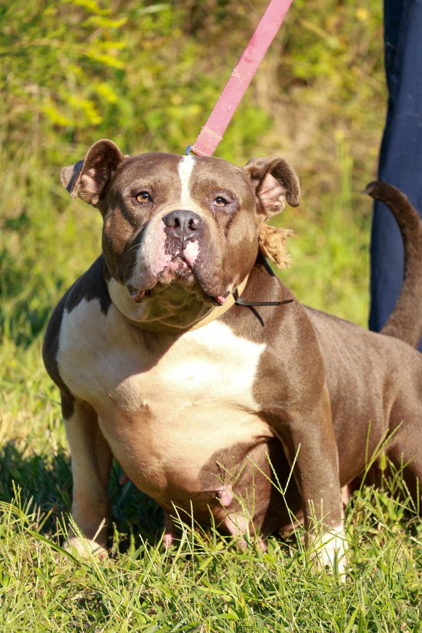 Dog Featured Image
