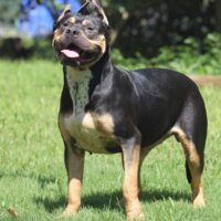 Dog Featured Image