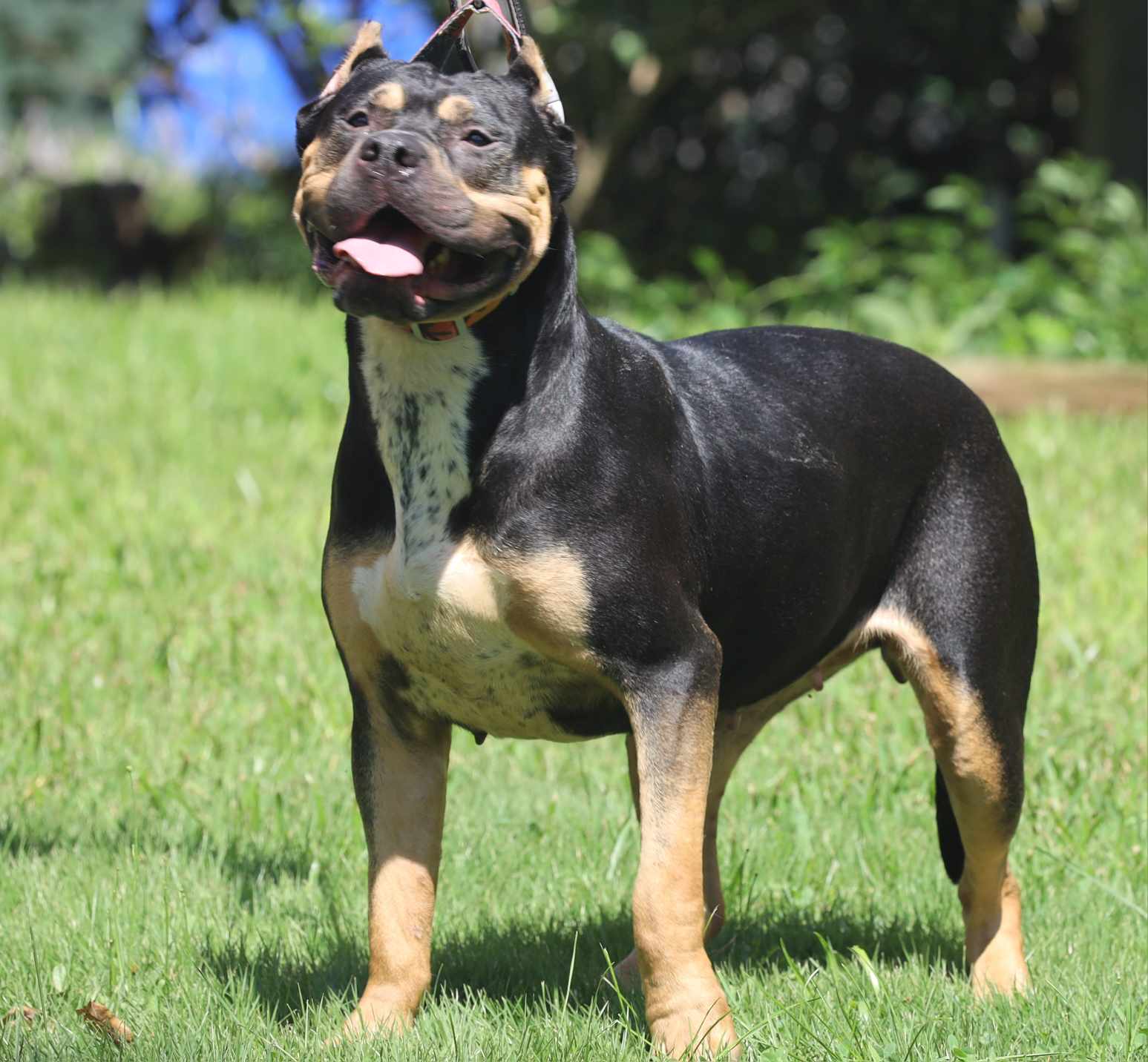 Dog Featured Image