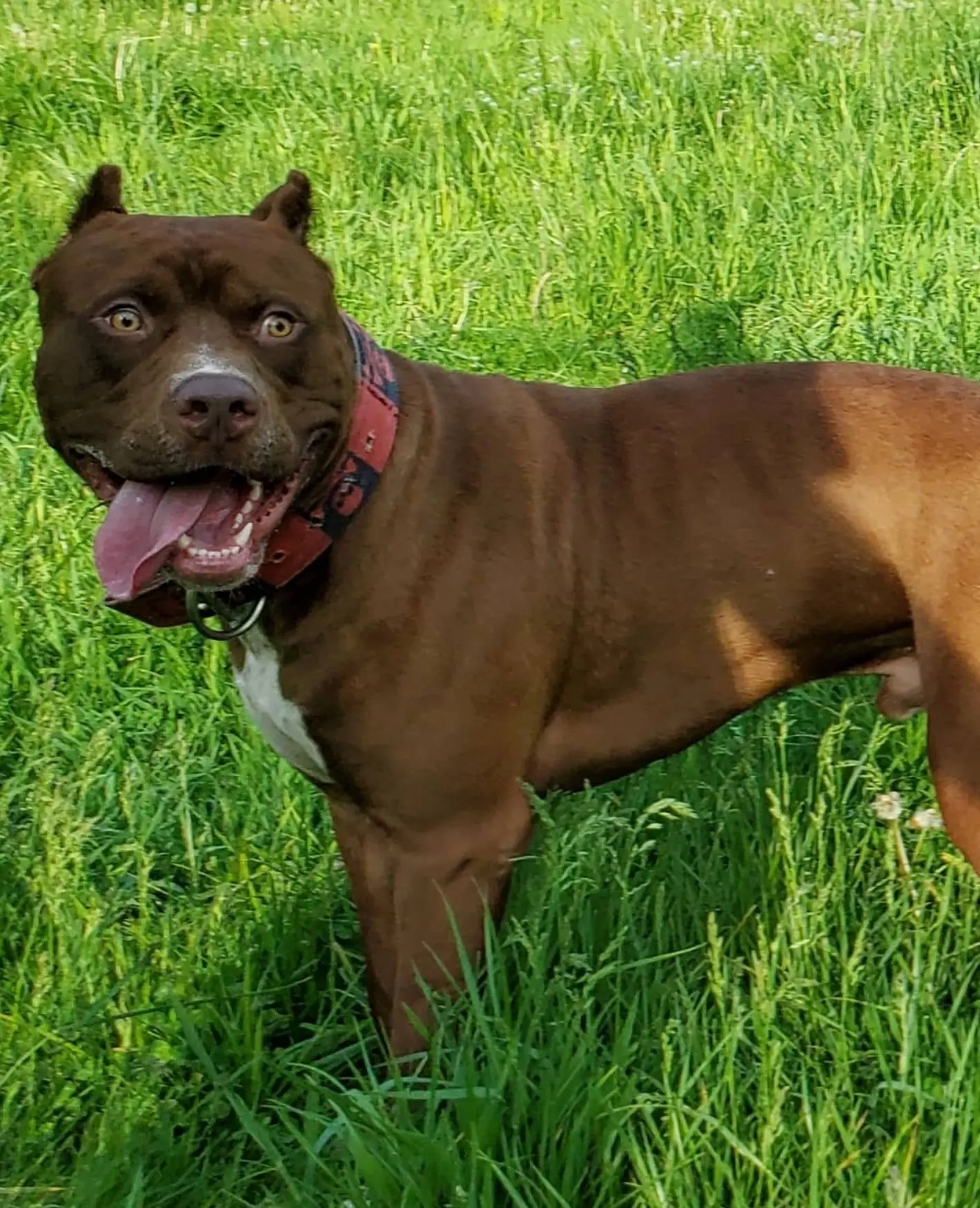 Dog Featured Image