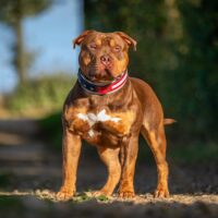 Dog Featured Image
