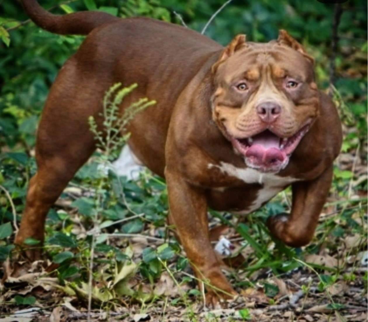Dog Featured Image