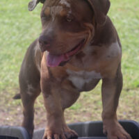 Dog Featured Image