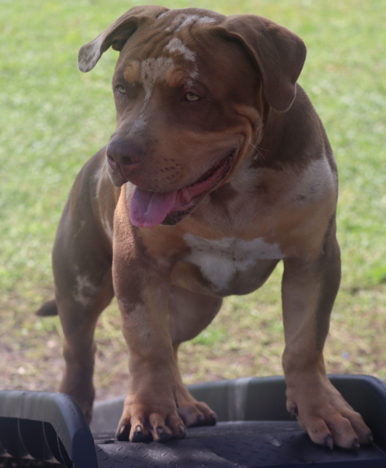 Dog Featured Image