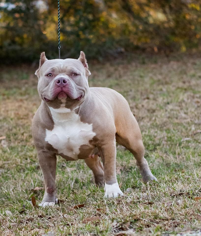 Dog Featured Image