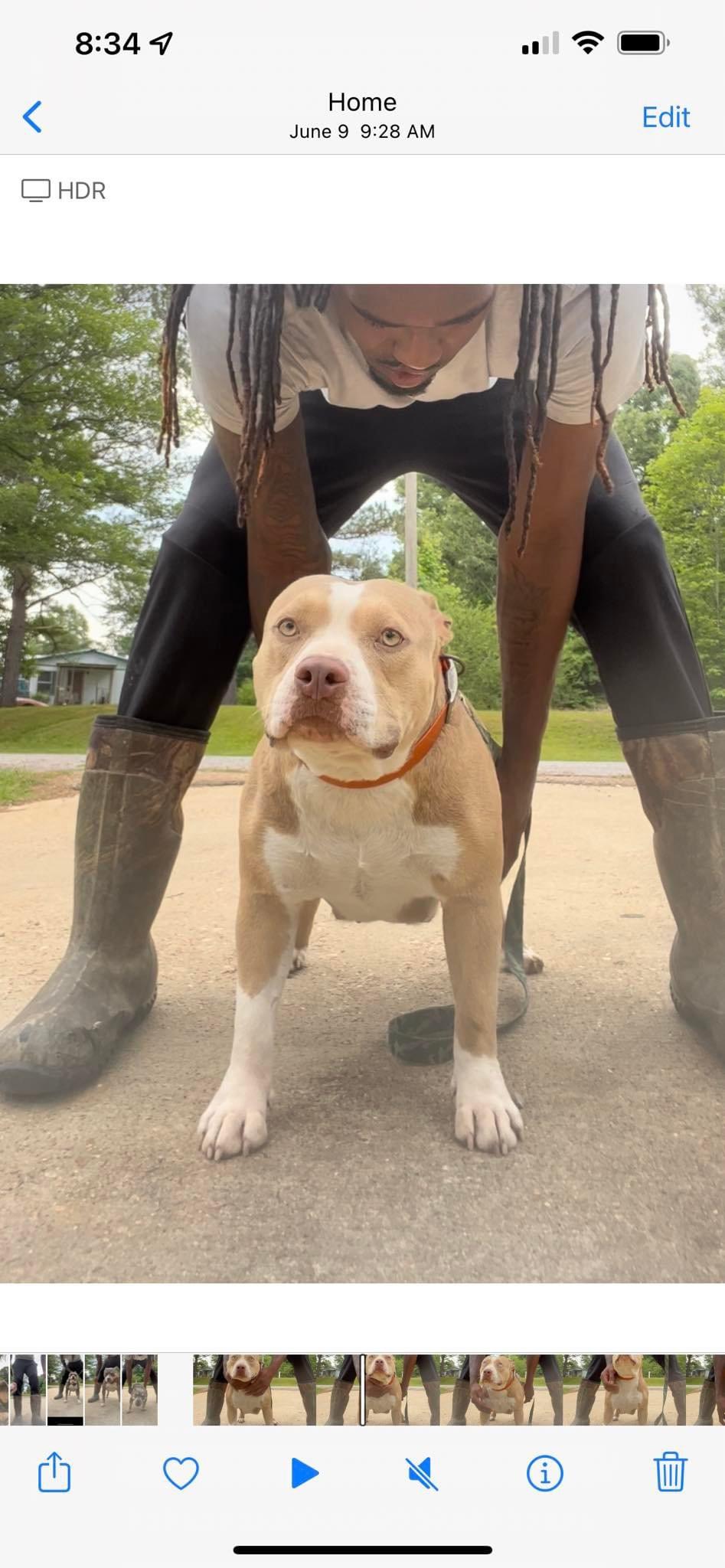 Dog Featured Image