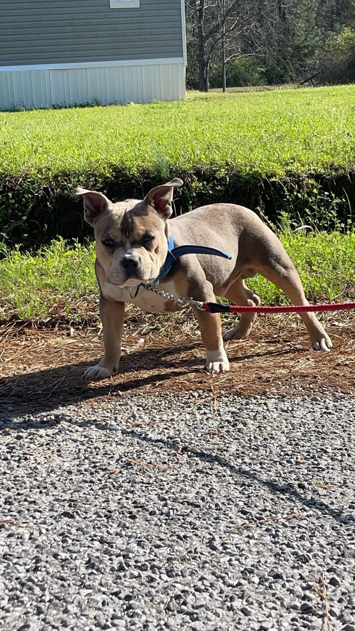 Dog Featured Image
