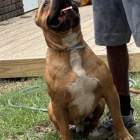 Dog Featured Image