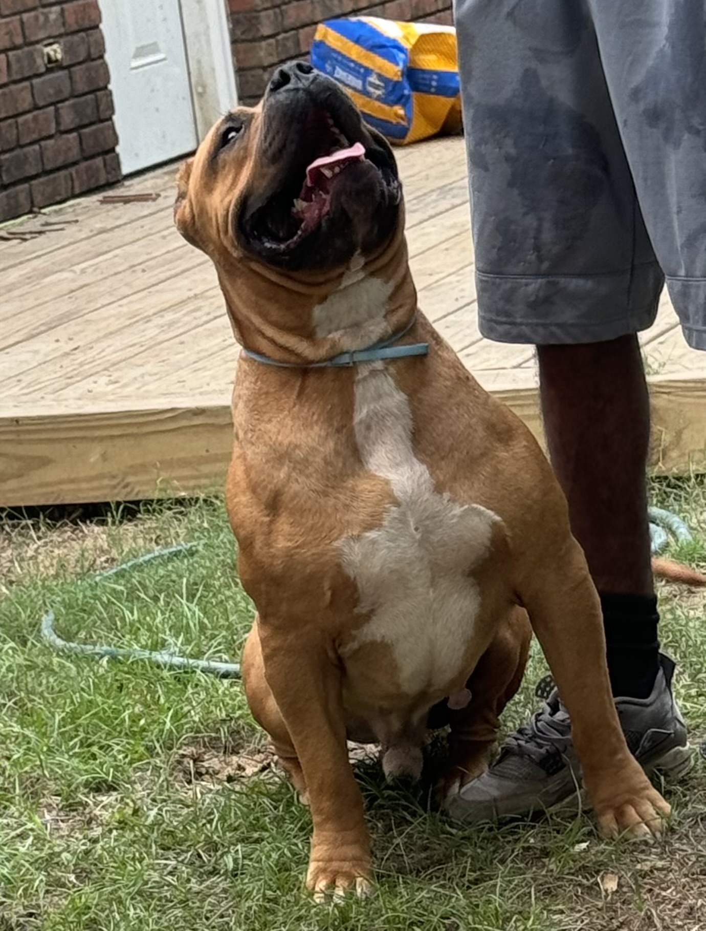 Dog Featured Image