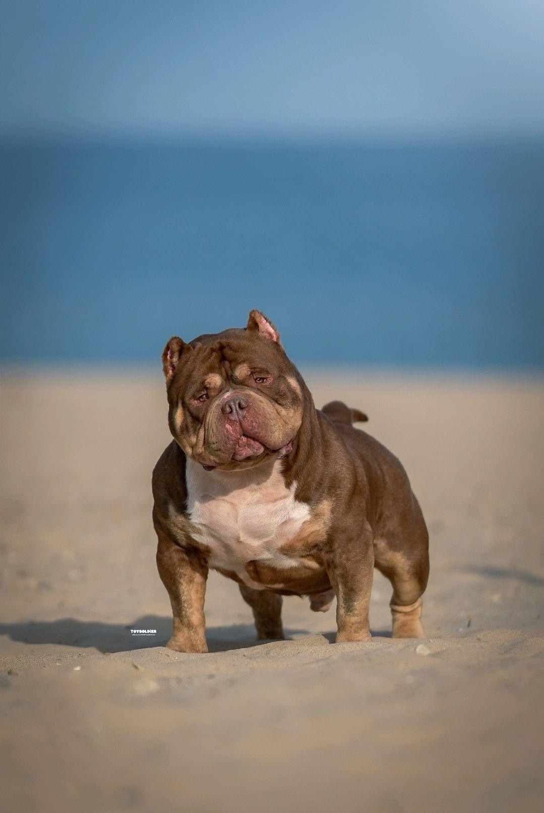 Dog Featured Image